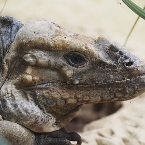 Hispaniolan rhinoceros iguana (Cyclura cornuta cornuta), 2024-03-09