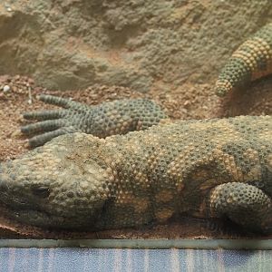 Gila monster (Heloderma suspectum), 2024-03-09