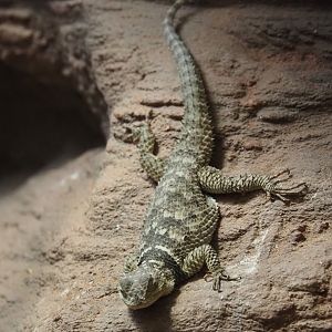 Blue spiny lizard (Sceloporus cyanogenys), 2024-03-09