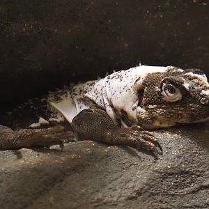 Motagua spiny-tailed iguana (Ctenosaura palearis), 2024-03-09