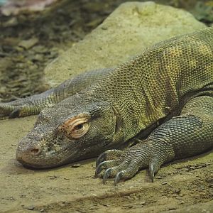 Komodo dragon (Varanus komodoensis), 2024-03-09