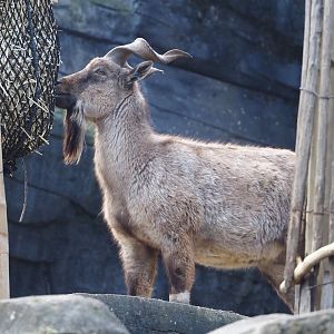 Tajik markhor  (Capra falconeri heptneri), 2024-03-09