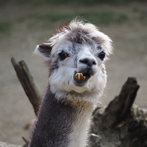 Alpaca (Vicugna pacos), 2024-03-09