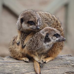 Meerkats (Suricata suricatta), 2024-03-09