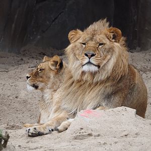 African lions (Panthera leo), 2024-03-09