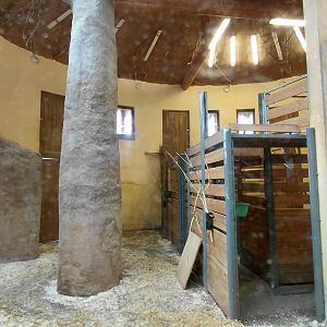 Giraffe indoor exhibit