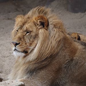 African lion (Panthera leo), 2024-03-09