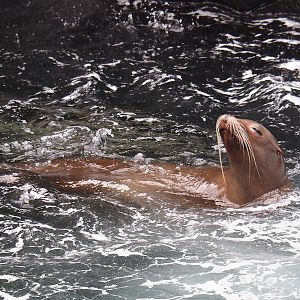 California sea lion (Zalophus californianus), 2024-03-09