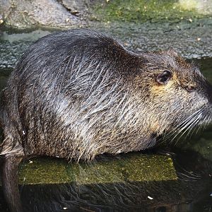 Nutria (Myocastor coypus), 2024-03-09