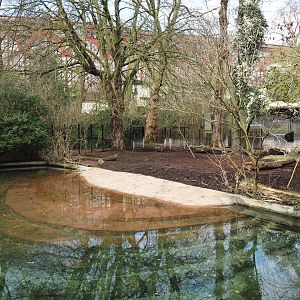 Malayan tapir exhibit, 2024-03-09