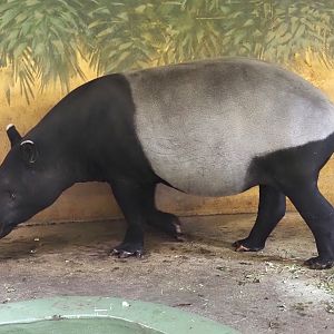 Malayan tapir (Tapirus indicus), 2024-03-09