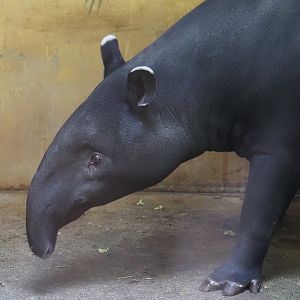 Malayan tapir (Tapirus indicus), 2024-03-09