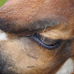 Mountain bongo (Tragelaphus eurycerus isaaci), 2024-03-09