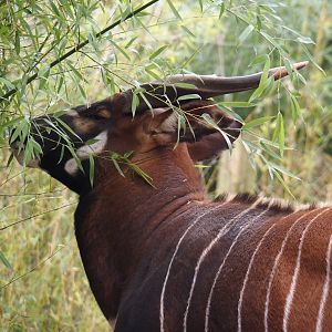 Mountain bongo (Tragelaphus eurycerus isaaci), 2024-03-09