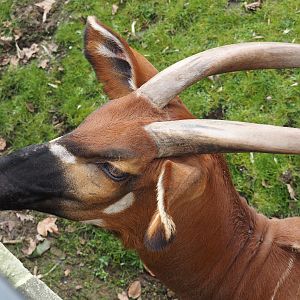 Mountain bongo (Tragelaphus eurycerus isaaci), 2024-03-09