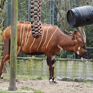 Mountain bongo (Tragelaphus eurycerus isaaci), 2024-03-09