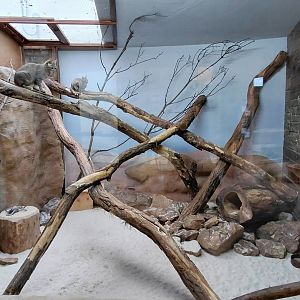 Gordon's wildcat exhibit