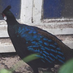 Palawan peacock-pheasant (Polyplectron napoleonis), 2024-03-09