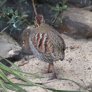 Collared hill partridge (Arborophila gingica), 2024-03-09