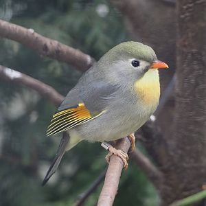 Red-billed Leiothrix (Leiothrix lutea), 2024-03-09