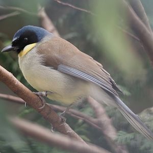 Blue-crowned laughingthrush (Pterorhinus courtoisi), 2024-03-09
