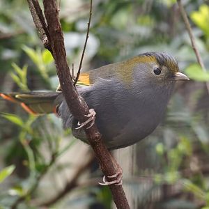 Emei Shan Liocichla  (Liocichla omeiensis), 2024-03-09