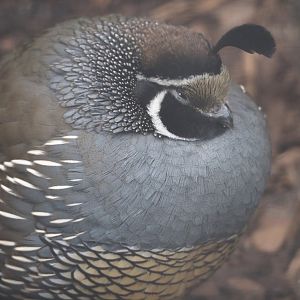 Californian quail (Callipepla californica), 2024-03-09