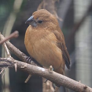 Ultramarine grosbeak (Cyanoloxia brissonii), 2024-03-09