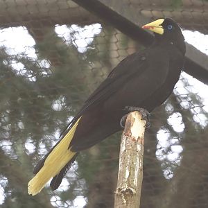 Crested oropendola (Psarocolius decumanus), 2024-03-09