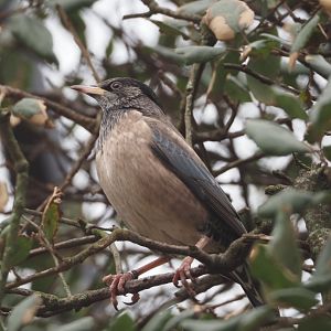 Rosy starling (Pastor roseus), 2024-03-09