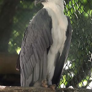 White-bellied sea eagle