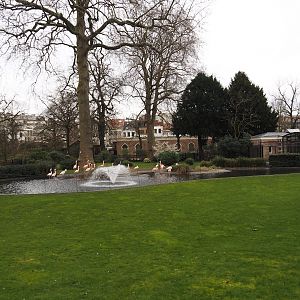 Flamingo exhibit, temporarily with Chilean flamingos at the time, with Moorish Temple (Okapi house) in the background, 2024-03-09