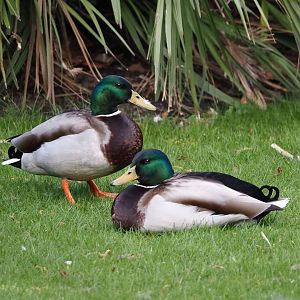 Wild Mallard drakes (Anas platyrhynchos), 2024-03-09
