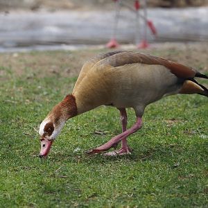 Wild introduced Egyptian goose (Alopochen aegyptiaca), 2024-03-09
