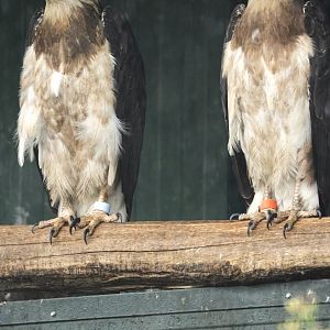 White-bellied sea eagle