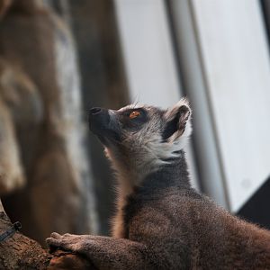 Ring-tailed Lemur (Lemur catta), 09-09-25