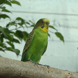 Budgerigar (Melopsittacus undulatus), 09-09-25