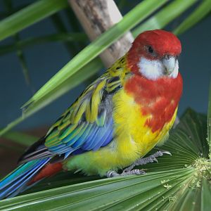 Eastern Rosella (Platycercus eximius), 09-09-25