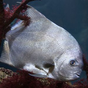 Atlantic Spadefish (Platycercus eximius), 09-09-25