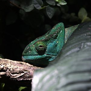 Parson's Chameleon (Calumma parsonii), 09-09-25