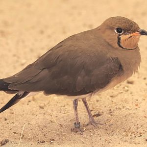 Collared pratincole