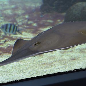 Blackchin Guitarfish (Glaucostegus cemiculus), 09-09-25