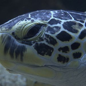 Green Seaturtle (Chelonia mydas), 09-09-25