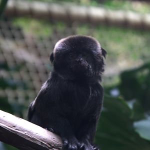 Goeldi's Monkey (Callimico goeldii), 09-09-25