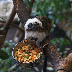 Cotton-top Tamarin (Saguinus oedipus), 09-09-25