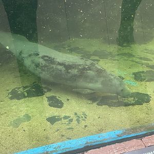 Antillean manatee