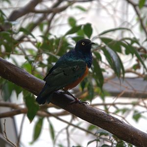 Superb Starling (Lamprotornis superbus), 09-09-25