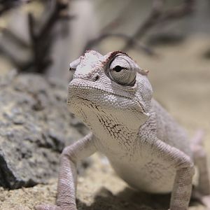 Namaqua Chameleon (Chamaeleo namaquensis), 09-09-25
