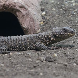 Giant Girdled Lizard (Smaug giganteus), 09-09-25