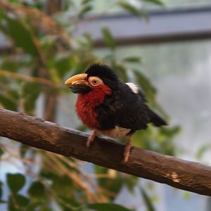 Bearded Barbet (Lybius dubius), 09-09-25